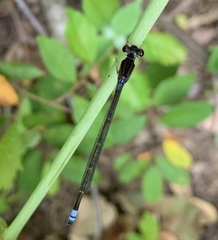 Pseudagrion hamoni