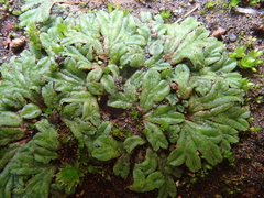 Riccia nigrella