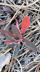 Euphorbia nicaeensis