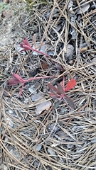 Euphorbia nicaeensis