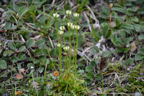 Image of Parnassia kotzebuei by no rights reserved