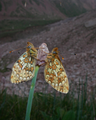 Boloria erubescens