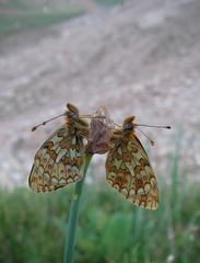 Boloria erubescens