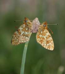 Boloria erubescens