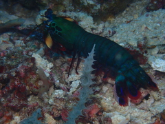 Odontodactylus scyllarus