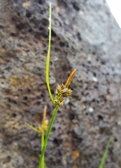 Carex pilulifera