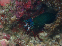 Odontodactylus scyllarus