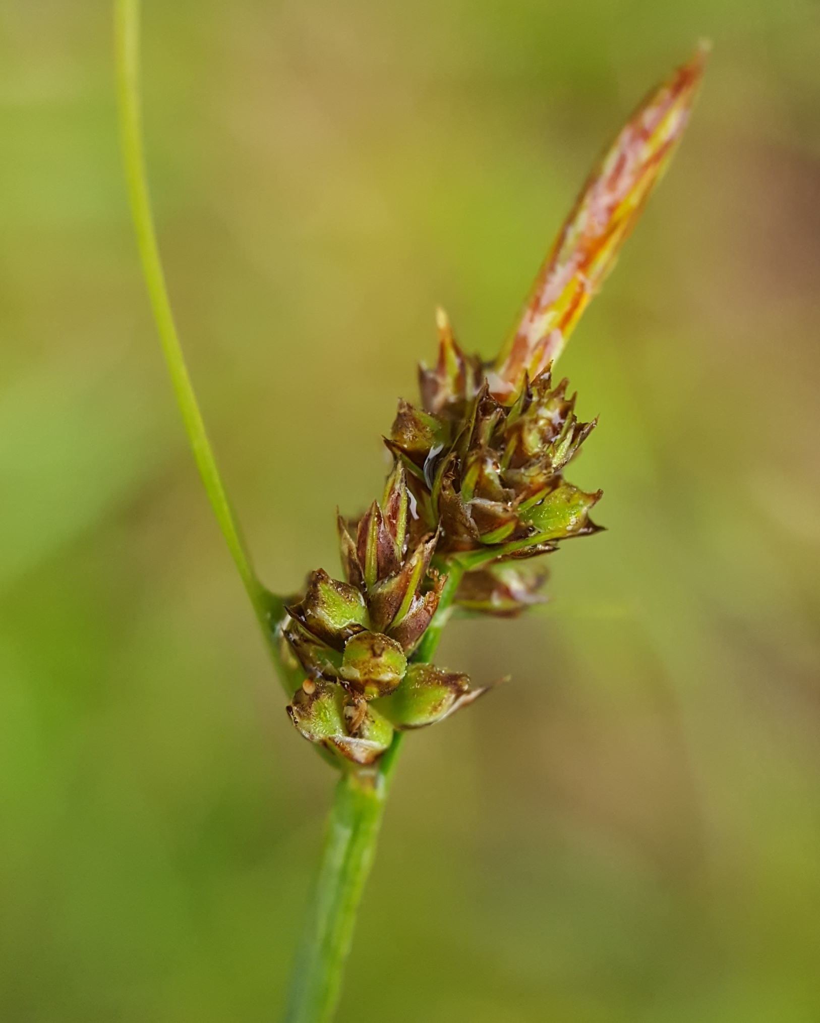 (c) François Rousseu, certains droits réservés (CC BY-NC) https://www.inaturalist.org/observations/149054379