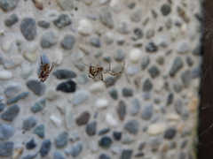 Parasteatoda tepidariorum