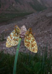 Boloria erubescens