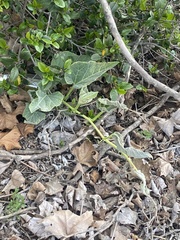 Cucurbita foetidissima