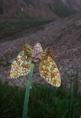 Boloria erubescens