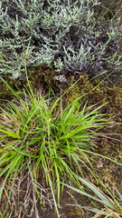 Carex pilulifera