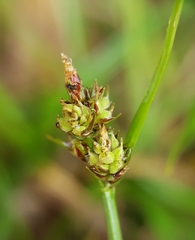 Carex pilulifera