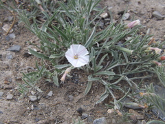 Convolvulus ammannii