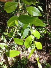 Sebastiania commersoniana