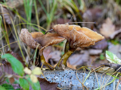 Craterellus tubaeformis