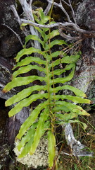 Phlebodium aureum