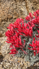 Astragalus coccineus
