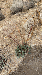 Eriogonum inflatum