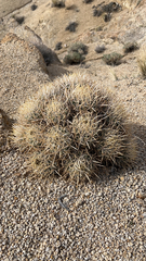 Homalocephala polycephala