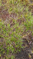 Carex pilulifera