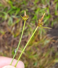 Carex pilulifera