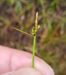 Carex pilulifera