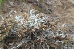 Helichrysum litorale