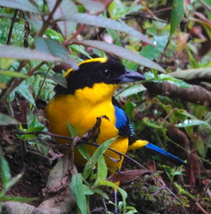 Anisognathus somptuosus