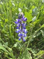 Lupinus succulentus