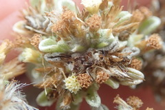 Helichrysum litorale