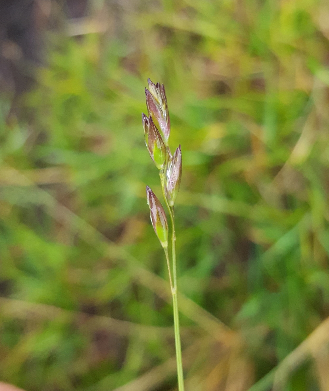 (c) François Rousseu, certains droits réservés (CC BY-NC) https://www.inaturalist.org/observations/149054394