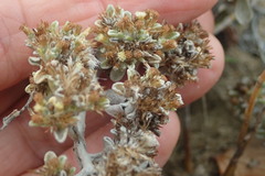 Helichrysum litorale