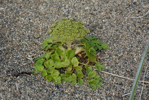 Image of Angelica gmelinii by no rights reserved