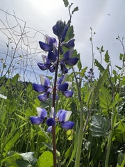 Lupinus succulentus