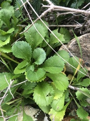 Coleostephus myconis