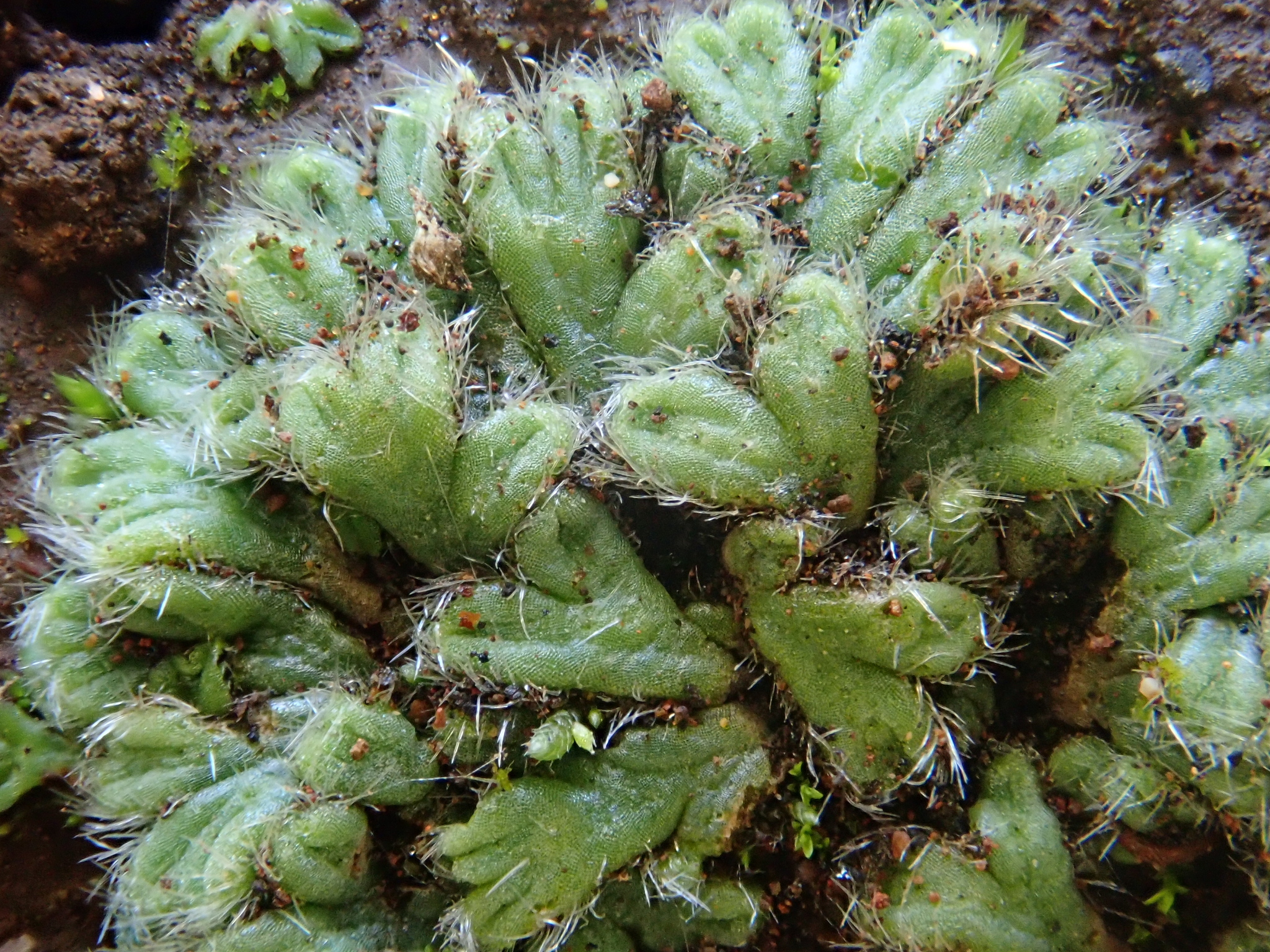 Riccia ciliata