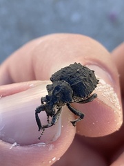 Brachycerus barbarus