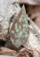 Erythronium rostratum