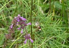 Hemaris fuciformis