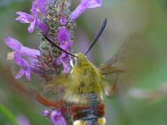 Hemaris fuciformis