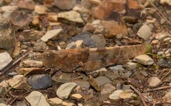 Sphingonotus caerulans