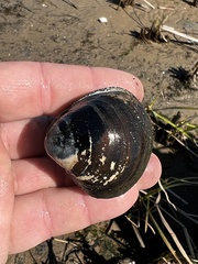 Polymesoda caroliniana