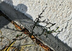 Symphyotrichum subulatum