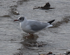 Chroicocephalus ridibundus