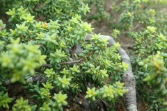 Agathosma apiculata