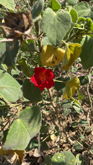 Hibiscus martianus