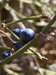 Smilax rotundifolia