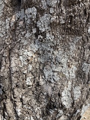 Acer grandidentatum